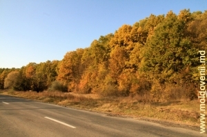 Осенний лес у села Бахмут, Кэлэраш