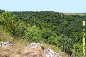 Toltrele împădurite din Rezervaţia Feteşti