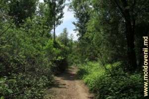Лес на берегу Прута вблизи Леушен, Хынчешть