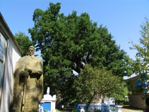 Вид на дуб со стороны мемориала павшим во 2-й мировой войне