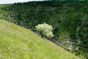 Partea stîngă a defileului Ţîpova în apropiere de satul Horodişte