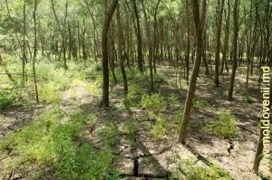 Пойменный лес у Прута вблизи села Бадражий Векь, Единец