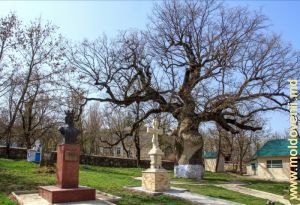 Stejarul lui Ștefan cel Mare, satul Cobîlea, Șoldănești, aprilie 2016