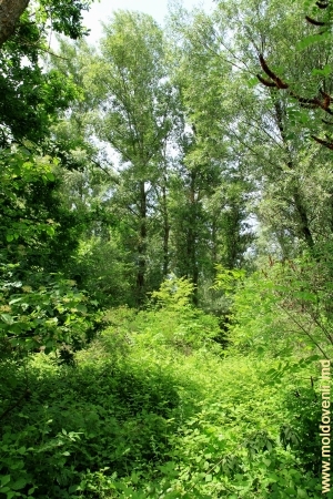 Лес на берегу Прута вблизи Леушен, Хынчешть