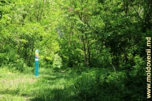 Пойменный лес над Прутом у села Моара Домняскэ, Глодень