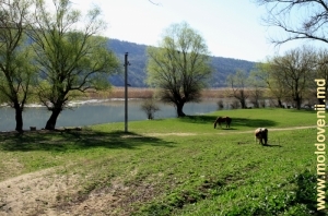 Malul rîului Nistru lîngă satul Lalova, Rezina, aprilie 2013