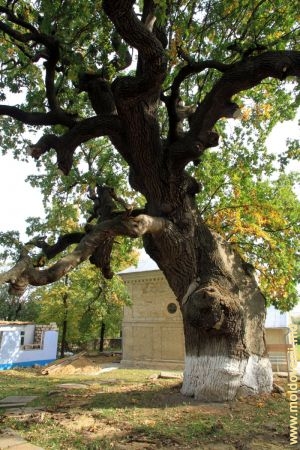 Stejarul Ștefan cel Mare în satul Cobilia, Șoldănești, octombrie 2014