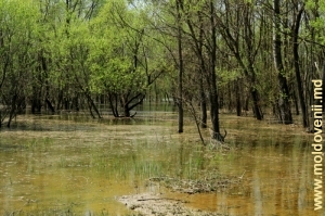 Затопленный пойменный лес на побережье Прута у села Бэдраджий Векь, Единец, апрель 2013