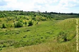 Valea rîului Larga în apropiere de satul Slobozia-Şirăuţi