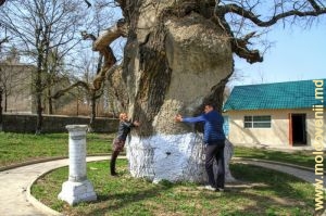 Stejarul lui Ștefan cel Mare, satul Cobîlea, Șoldănești, aprilie 2016