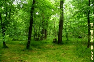 Пойменный лес на берегу Прута в Унгенах