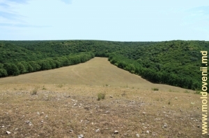 Toltrele împădurite din Rezervaţia Feteşti