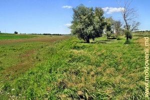 Locul de unde izvorăşte rîul Larga de la marginea satului Larga