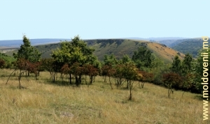 Rezervaţia „La Castel” din valea rîului Racovăţ, raionul Edineţ