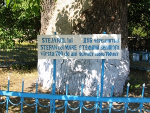 Placa comemorativă de lîngă stejar