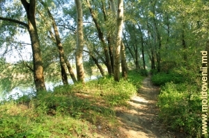Прибрежный лес на Пруту, Леово