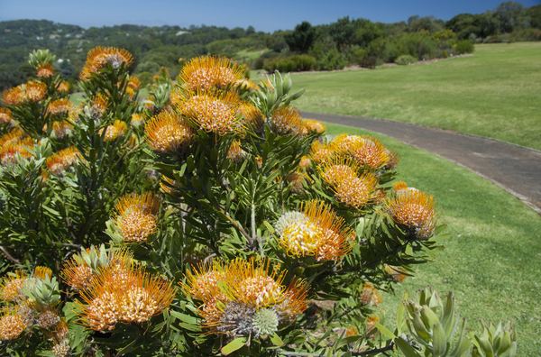 Национальный ботанический сад Кирстенбош в Южной Африке