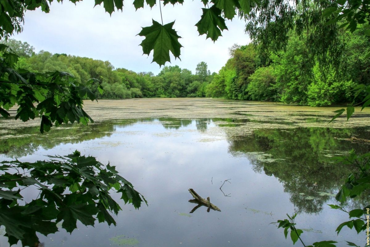 Озеро (запруда), разделяющее парк, май 2015