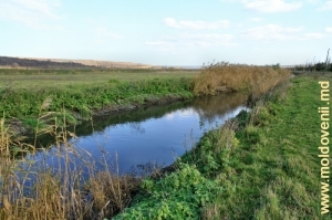 Река Бык между Цынцэренами и Анений Ной