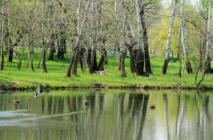 Дикие утки над озером