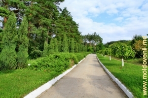 Drum în rezervaţia Codri, raionul Străşeni