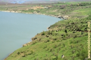 Lacul de acumulare pe r. Racovăț