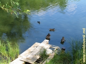 Утки на озере в парке Долина Роз, Кишинев