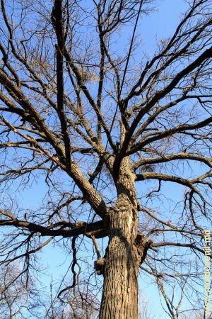 Вековой дуб в парке Охотничьего замка, декабрь 2015 г. 