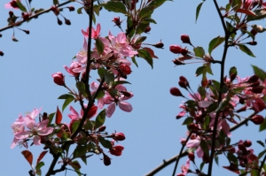 Цветущая вишня в Дендрариуме Кишинева