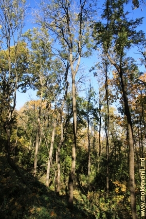 Осенний лес в Каларашском районе