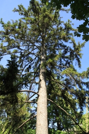 Кавказская ель в парке Милешть