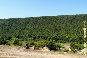 Крутой правый склон Требуженского ущелья, поросший лесом, окраина села Требужень