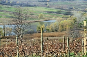 Valea rîului Bîc şi lacul de acumulare de lîngă satul Peticeni