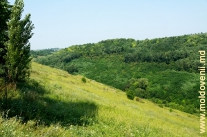 Ущелье у села Арионешть, Дондюшань