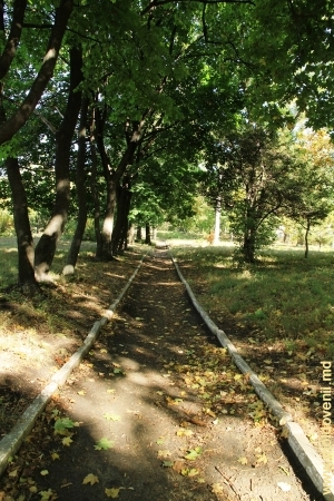 Аллея парка Милешть