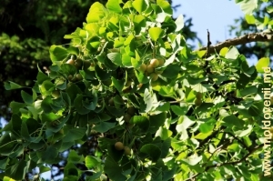 Крона и плоды дерева гингко билоба в парке Милешть
