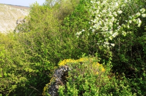 Цветущий толтры в урочище Ла Кастел
