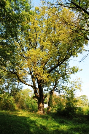 Stejarul de la lipcani, plan îndepărtat, vedere din partea de vest