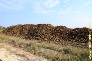 Урожай сахарной свеклы в Дрокиевском районе, октябрь