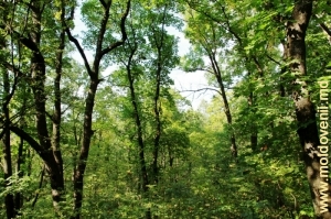 Заповедный лес