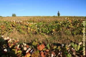 Ниспоренские виноградники, октябрь