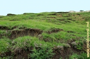 Сползание почвы со склонов толтровой гряды вблизи урочища Ла Кастел