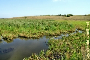 Rîul Racovăţ din satul Mărcăuţi, Briceni