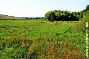 Valea Racovăţului din satul Mărcăuţi, Briceni