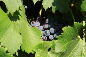 Комратский виноград