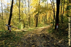 Осенний лес в Каларашском районе