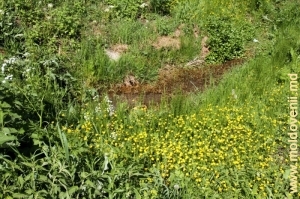 Воды источников, впадающие в реку Куболта в селе Плоп