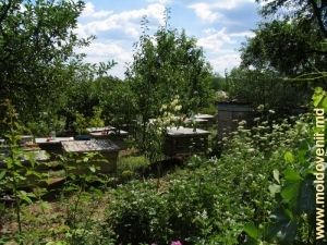 Пасека во дворе крестьянского хозяйства в селе Речула, «музей меда»