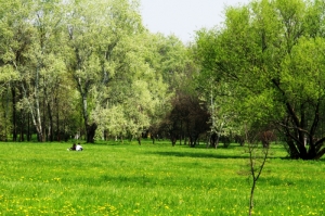 Весенний луг и лес в Дендрариуме Кишинева