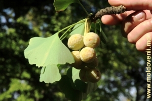 Плоды и листья дерева гингко билоба в парке Милешть